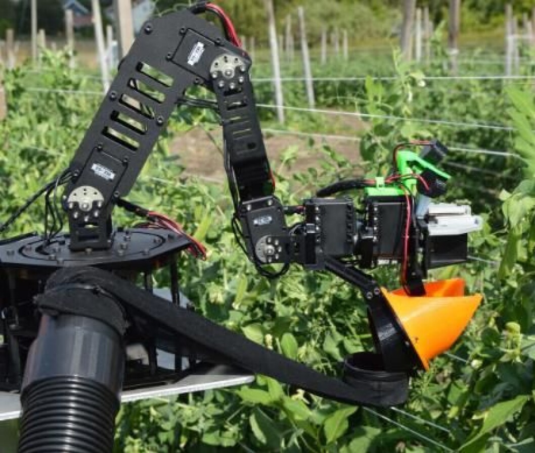 Robotarm som plukker sukkererter Robotarm som plukker sukkererter