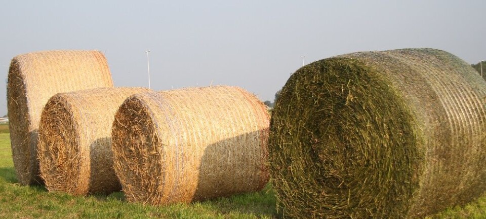 Full fôrkrise