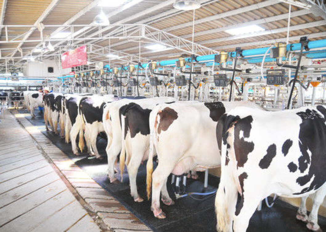 Holstein-kyr Holstein-kyr