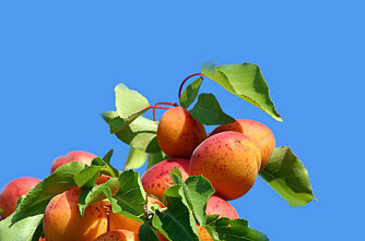 Dyrker aprikoser i Lærdal