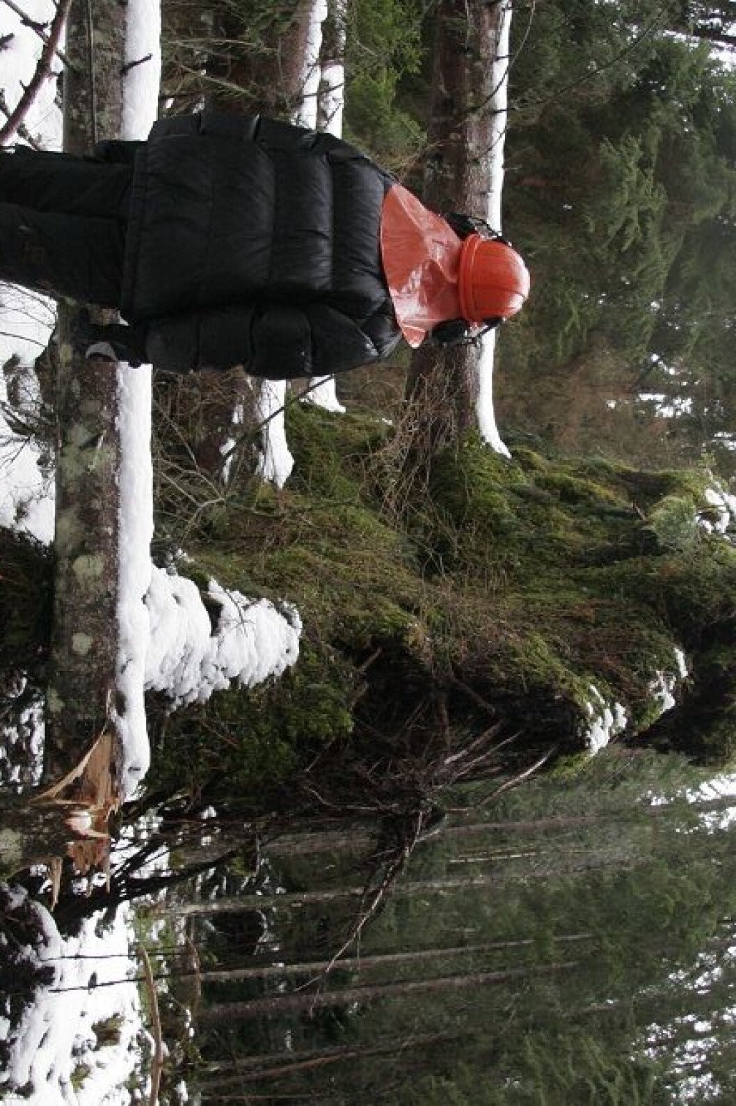 stormfelt skog mann stormfelt skog mann