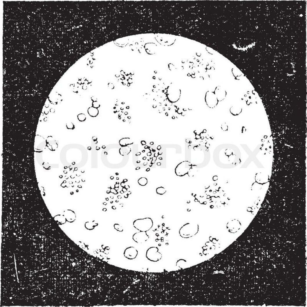 Mikroskop-bilde av mjølk Mikroskop-bilde av mjølk