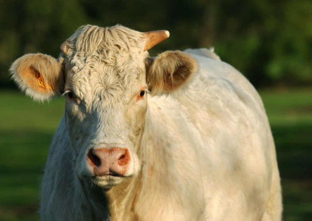 Kjøttfe, Charolais Kjøttfe, Charolais