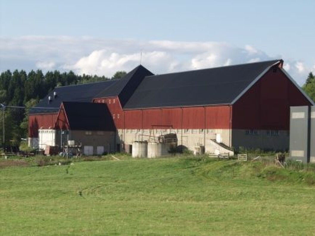 Storfjøest på NMBU Storfjøest på NMBU
