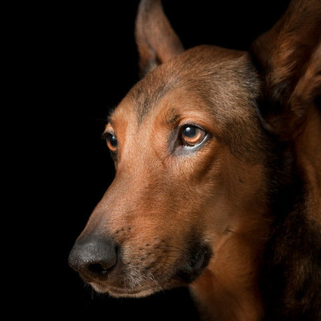 Hund Hund