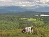 Ku på beite