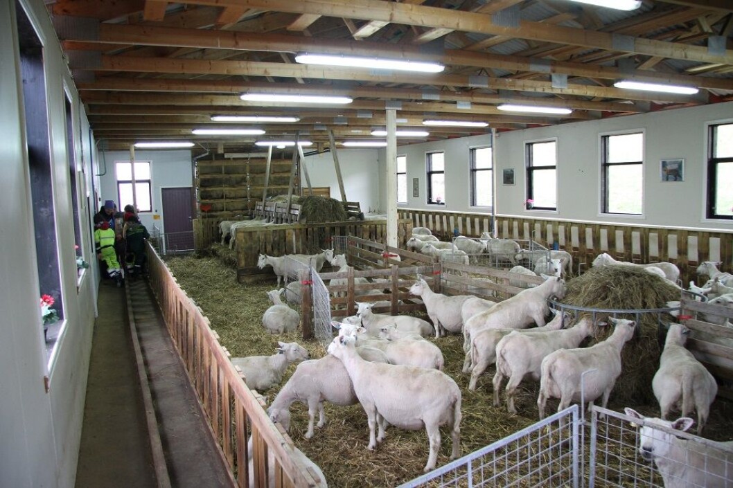 opefjøs eid2 sau opefjøs eid2 sau