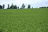 Erterplanter i åker