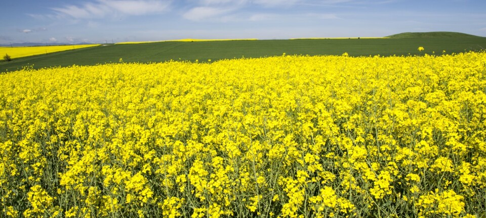 Neonikotinoider blir tillatt brukt i England