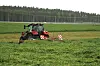 En traktor med rive i full sving på jordet