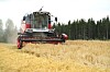 Massey Ferguson C6 Comia tresker korn