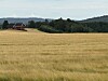 duvende åker med skog og rød driftsbygning i bakgrunnen