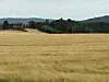 duvende åker med skog og rød driftsbygning i bakgrunnen