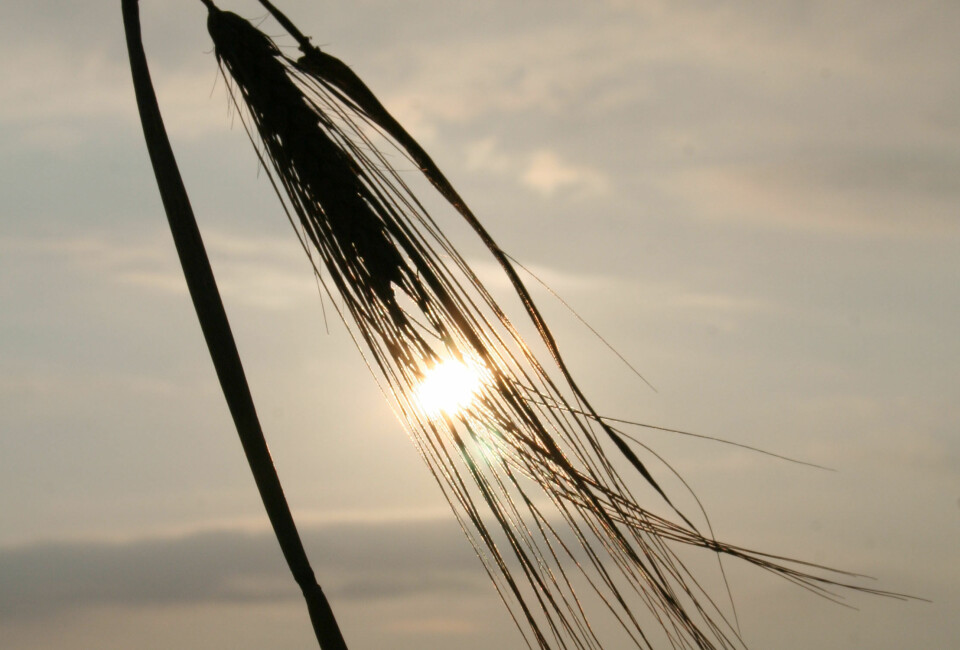 korn i solnedgang c