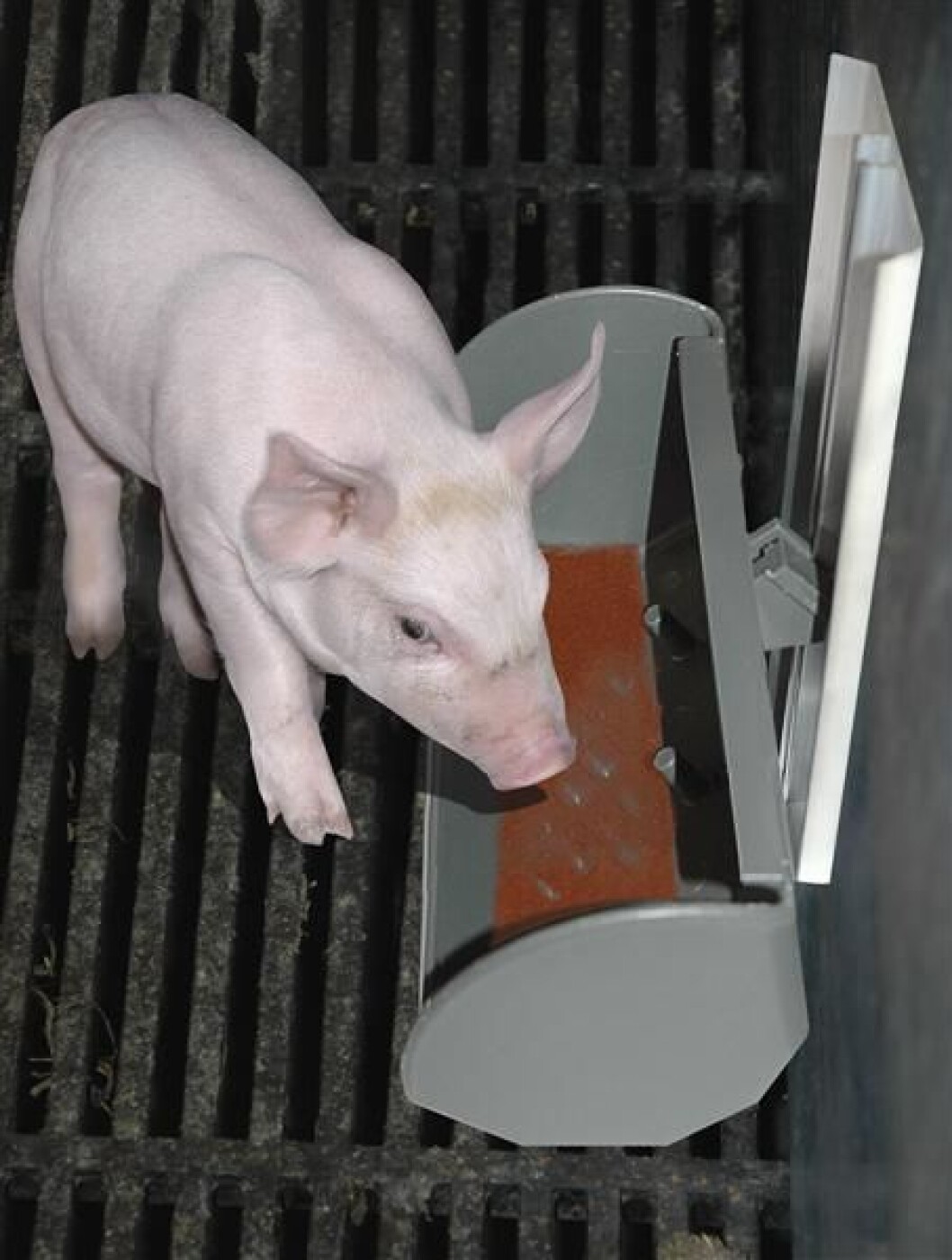 agromek fôrtrau smågris rifla bunn agromek fôrtrau smågris rifla bunn