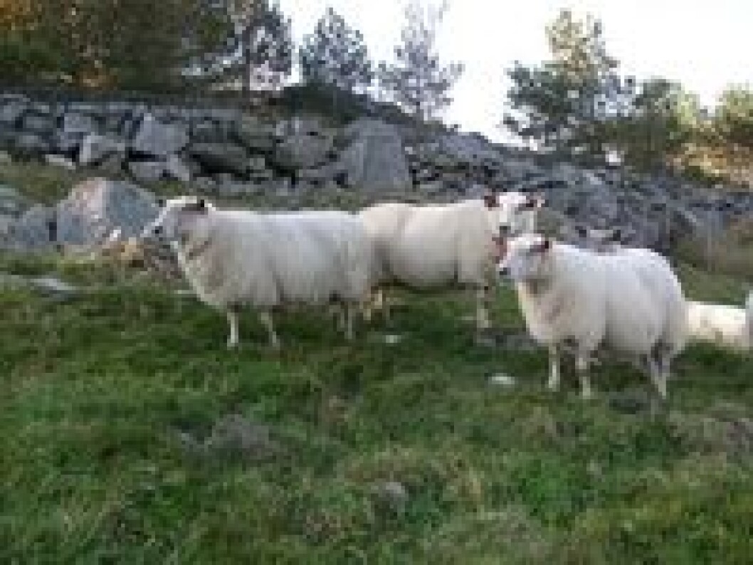 Rygjasau Rygjasau