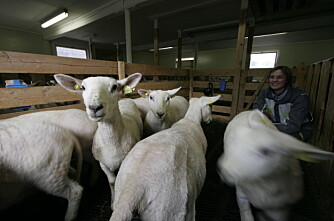 Sluttfôring av lam uten bruk av kraftfôr?