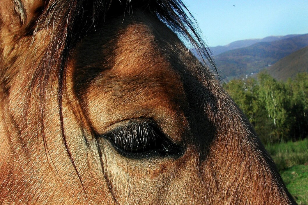 hest 6 hest 6