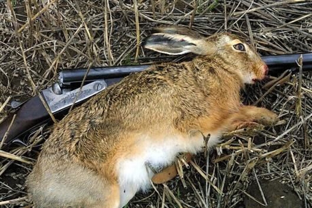 hare1 hare1