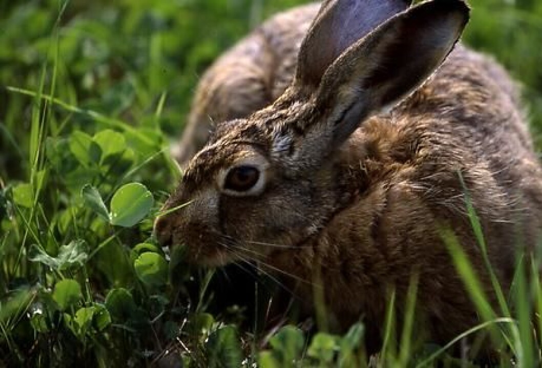 hare3 hare3