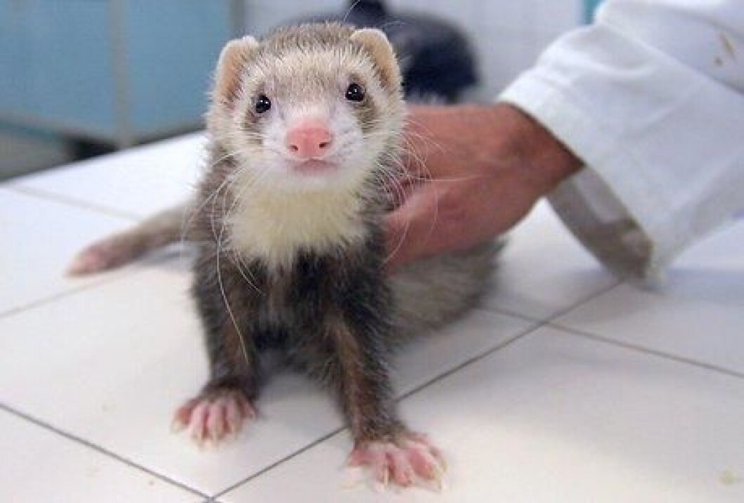 mink2 mink2