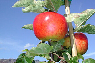 10 nye sorter skal endevende norske eplehager