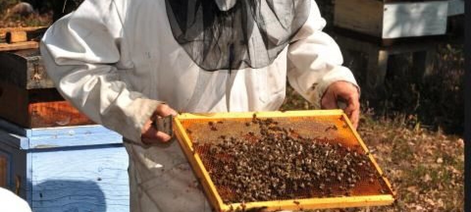 Bier skeit seg til døde