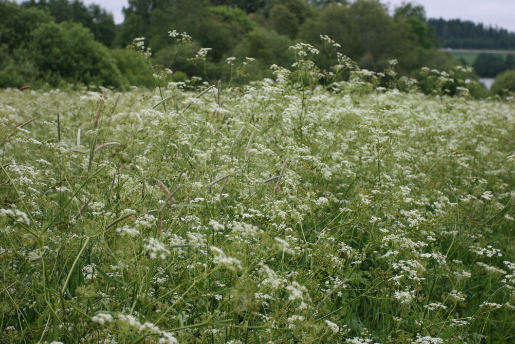 Hundekjeks i blomst Hundekjeks i blomst