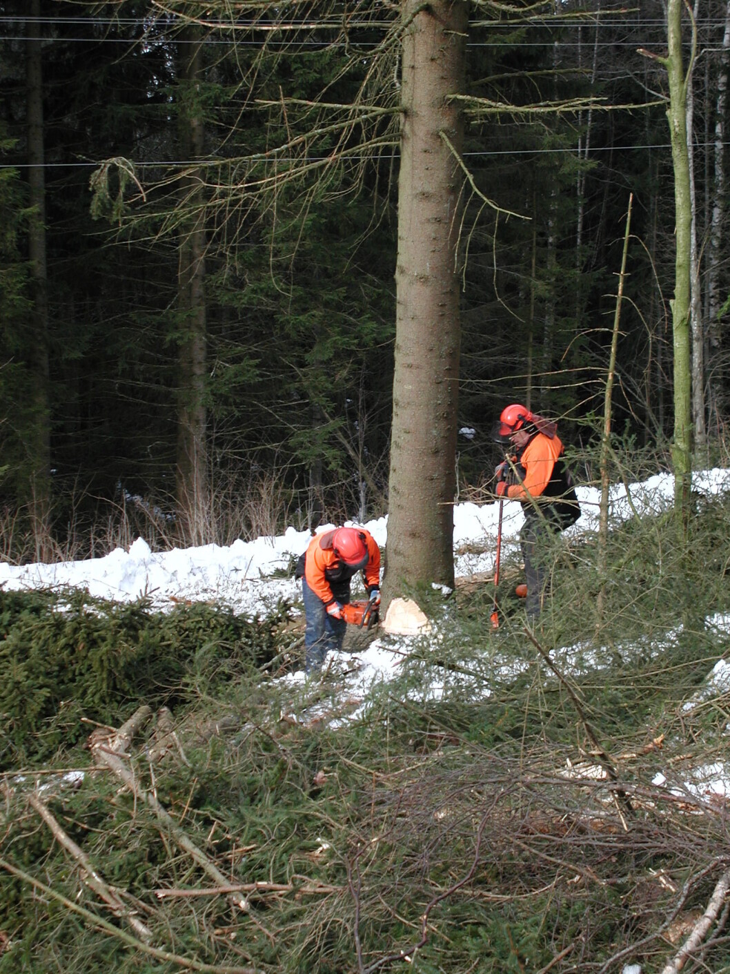 Hedmarkskog 2 Hedmarkskog 2