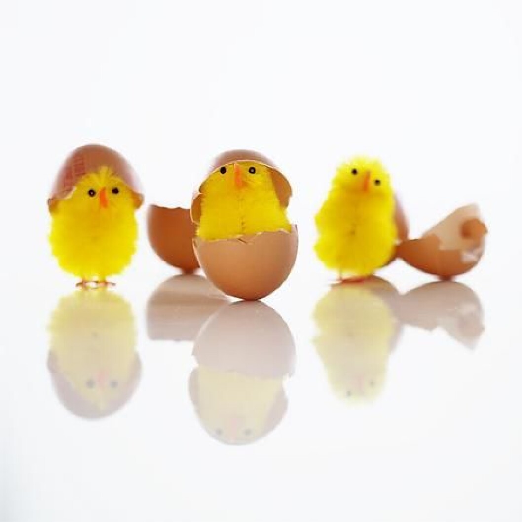 kylling og egg kylling og egg
