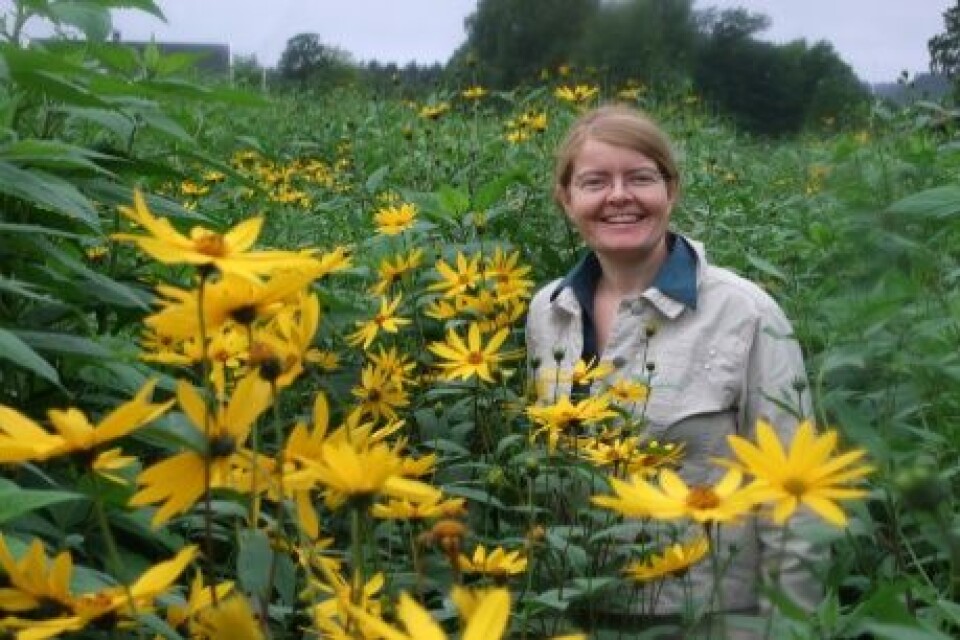 Randi Seljåsen i blomstrende jordskokkåker.