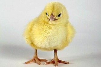Snart påske: Putt en kylling på tanken!