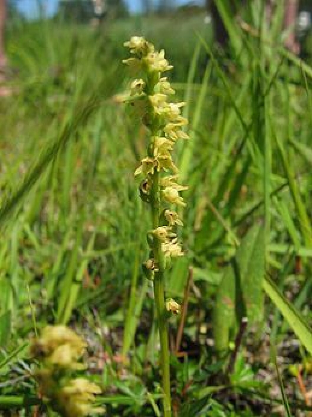 Honningblomst Honningblomst