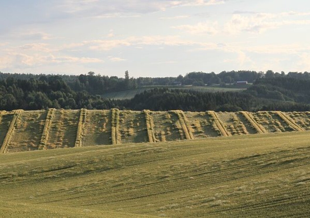 Kornåker legde Kornåker legde