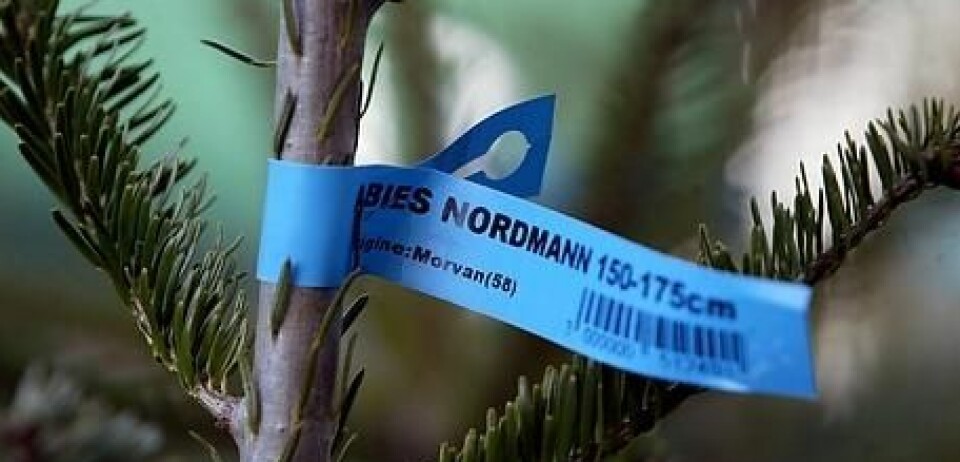 Et juletre med en blå tag merket 'Nordmann 150-175 cm'