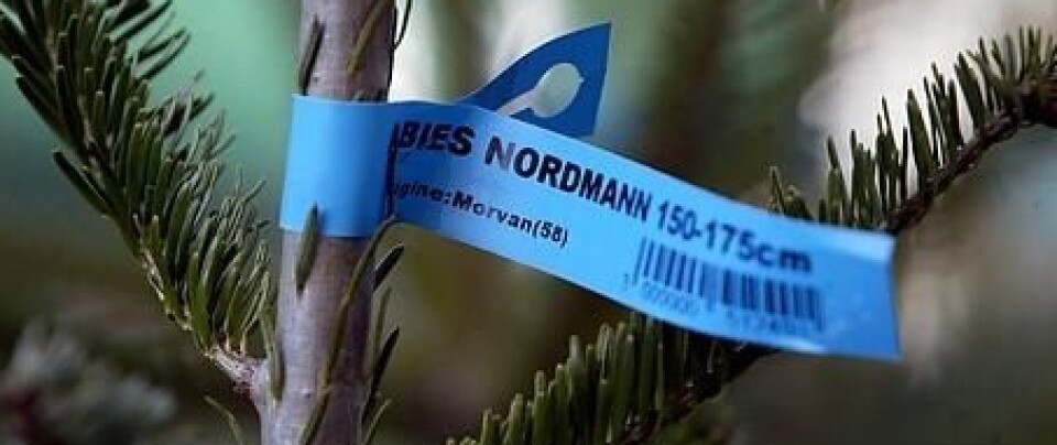 Nordmannsgran dominerer nå markedet. Et juletre med en blå tag merket 'Nordmann 150-175 cm'