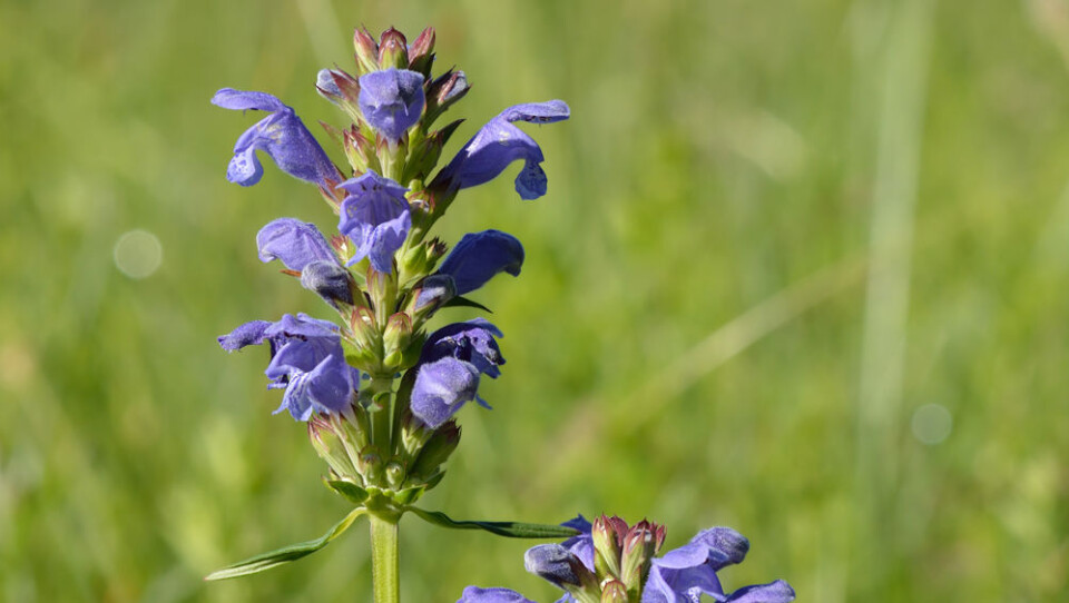 Nærbilde av blomsten dragehode