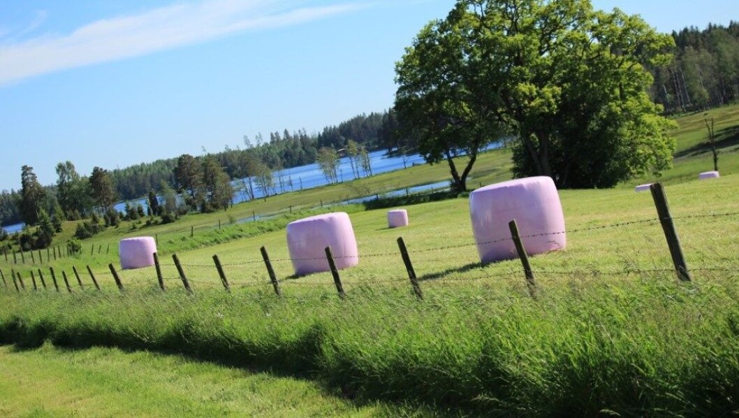 Rosa rundballer vil vekke oppsikt langs norske veger i juni og utover sommeren. Trioplast/Felleskjøpet Agri Rosa rundballer vil vekke oppsikt langs norske veger i juni og utover sommeren. Trioplast/Felleskjøpet Agri