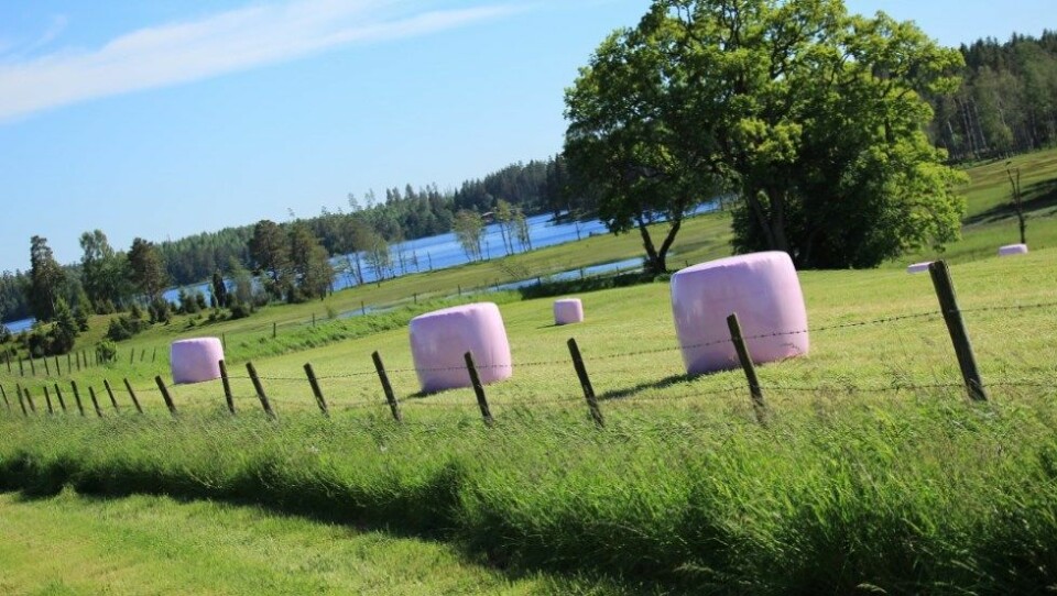 Rosa rundballer vil vekke oppsikt langs norske veger i juni og utover sommeren. Trioplast/Felleskjøpet Agri