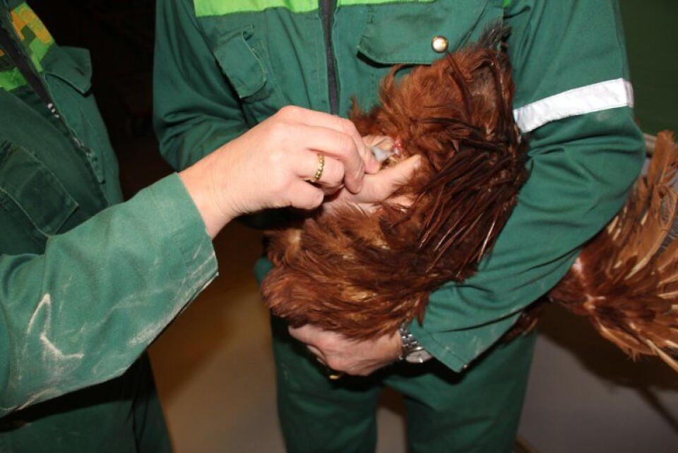 Kunsten å tappe hanen for de edle dråper. Foto: Nina Sæther