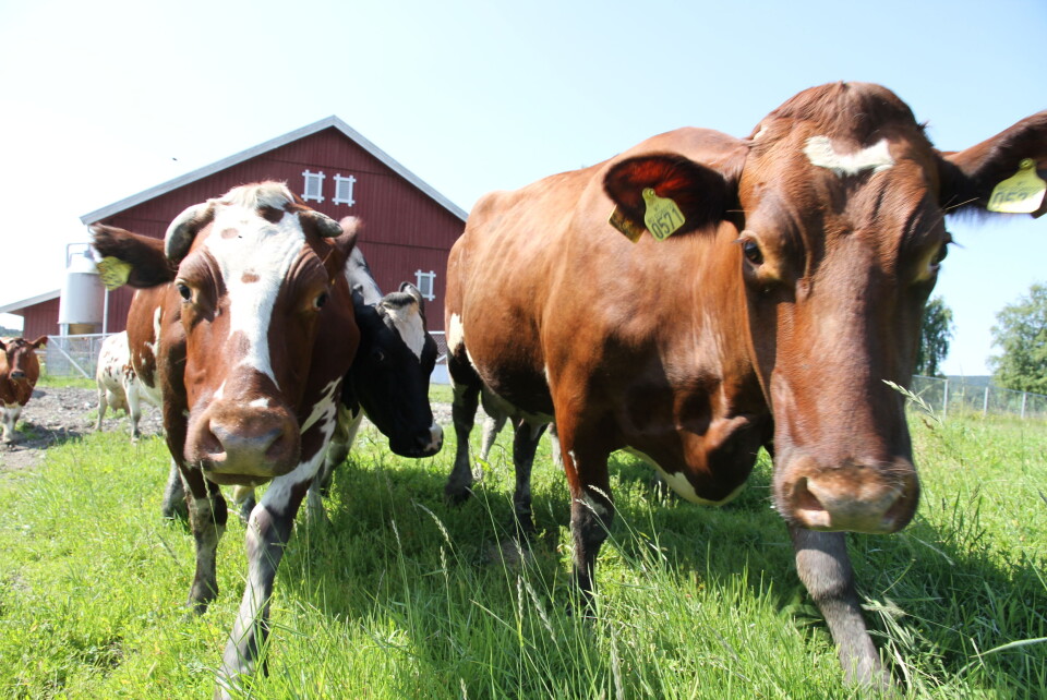 Kan grasbasert produksjon bli et salgsargument? Kan grasbasert produksjon bli et salgsargument?