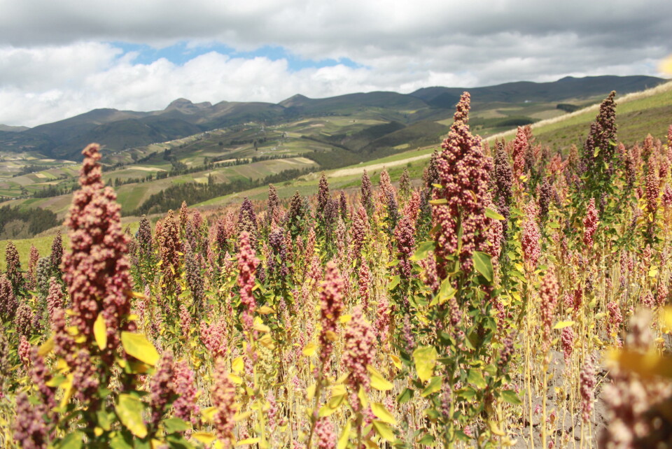 Quinoa-planter vokser i fjellssiden i Andesfjellene.