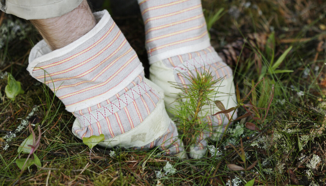 Landbruks- og Matdepartementet åpner for ekstraordinært tilskudd på skogplanting. Landbruks- og Matdepartementet åpner for ekstraordinært tilskudd på skogplanting.