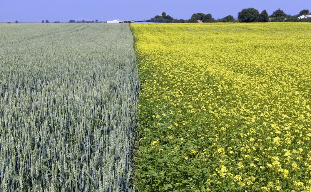 Et variert vekstskifte er veien til bedre økonomi og et lavere sjukdomspress. Foto: colourbox.com Et variert vekstskifte er veien til bedre økonomi og et lavere sjukdomspress. Foto: colourbox.com