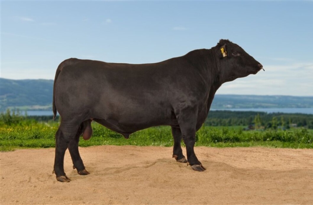 Angus-oksen Horgen Erie var ikke til salgs på Staur, men hans kollega Kim av Nordstu satte ny raserekord med en salgspris på 120 000 kroner.Foto: Tyr Angus-oksen Horgen Erie var ikke til salgs på Staur, men hans kollega Kim av Nordstu satte ny raserekord med en salgspris på 120 000 kroner.Foto: Tyr