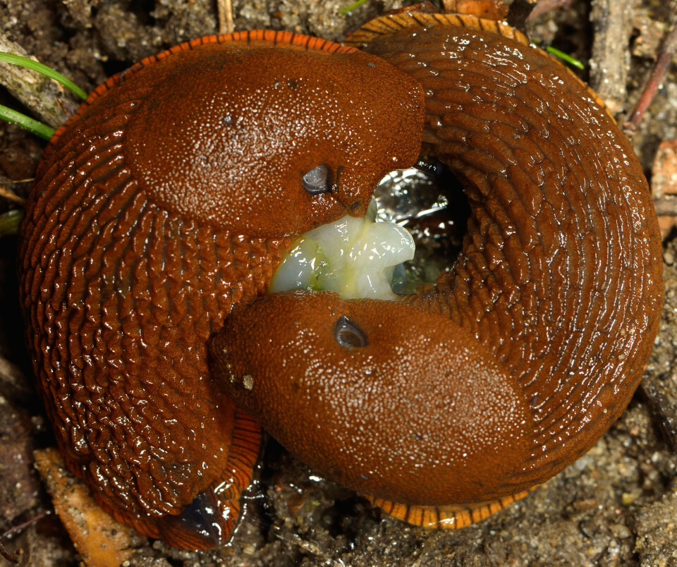 Brunskogsnegler parer seg og legger egg om høsten. Det er de nyklekte sneglene som overvintrer du nå må ta knekken på. Foto: colourbox.com