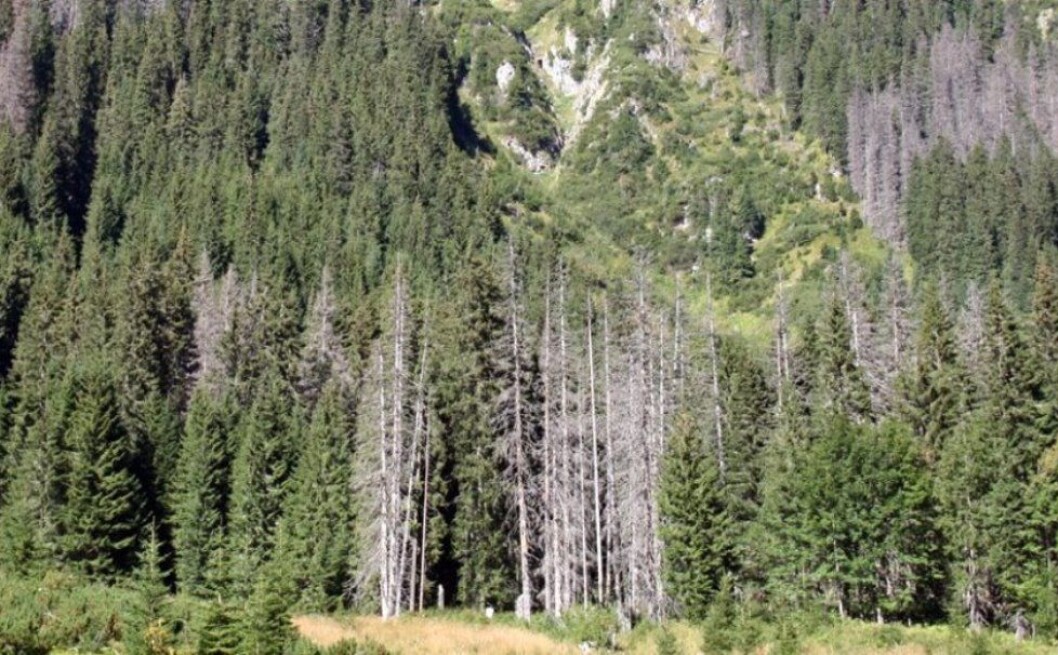 Flekkvise angrep av granskog i Tatrafjellene nord i Slovakia. Foto: Bjørn Økland Flekkvise angrep av granskog i Tatrafjellene nord i Slovakia. Foto: Bjørn Økland