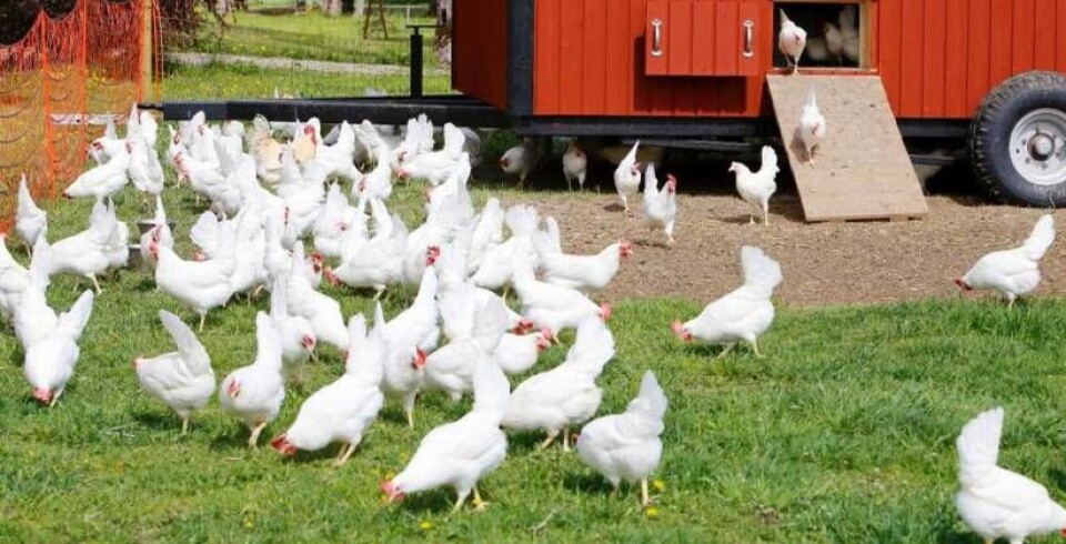 Det er ikke hønene som kakler du skal uroe deg for.