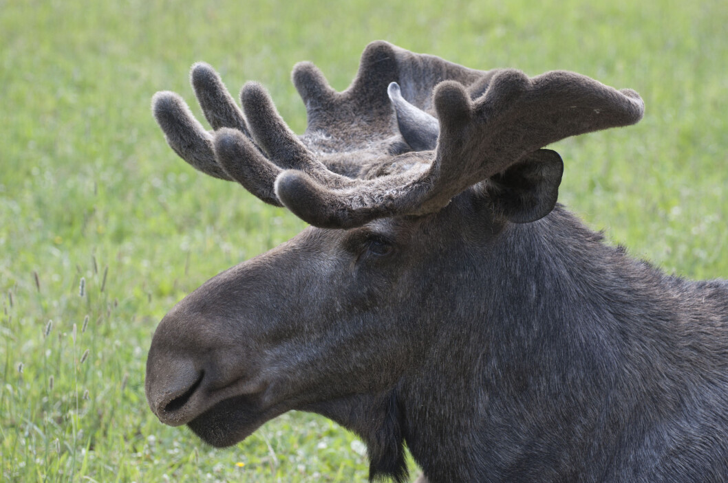 En elg i Selbu er rammet av sjukdommen Chronic Wasting Disease (CWD). Foto: colourbox.com En elg i Selbu er rammet av sjukdommen Chronic Wasting Disease (CWD). Foto: colourbox.com
