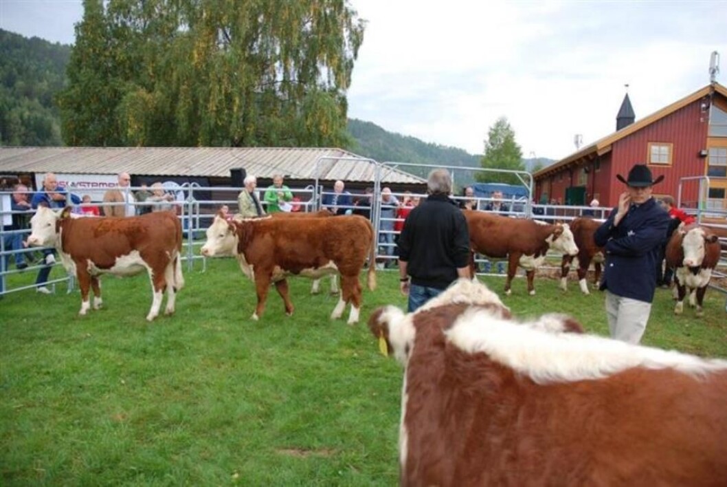 Fra en tidligere auksjon. Foto: Tyr Fra en tidligere auksjon. Foto: Tyr